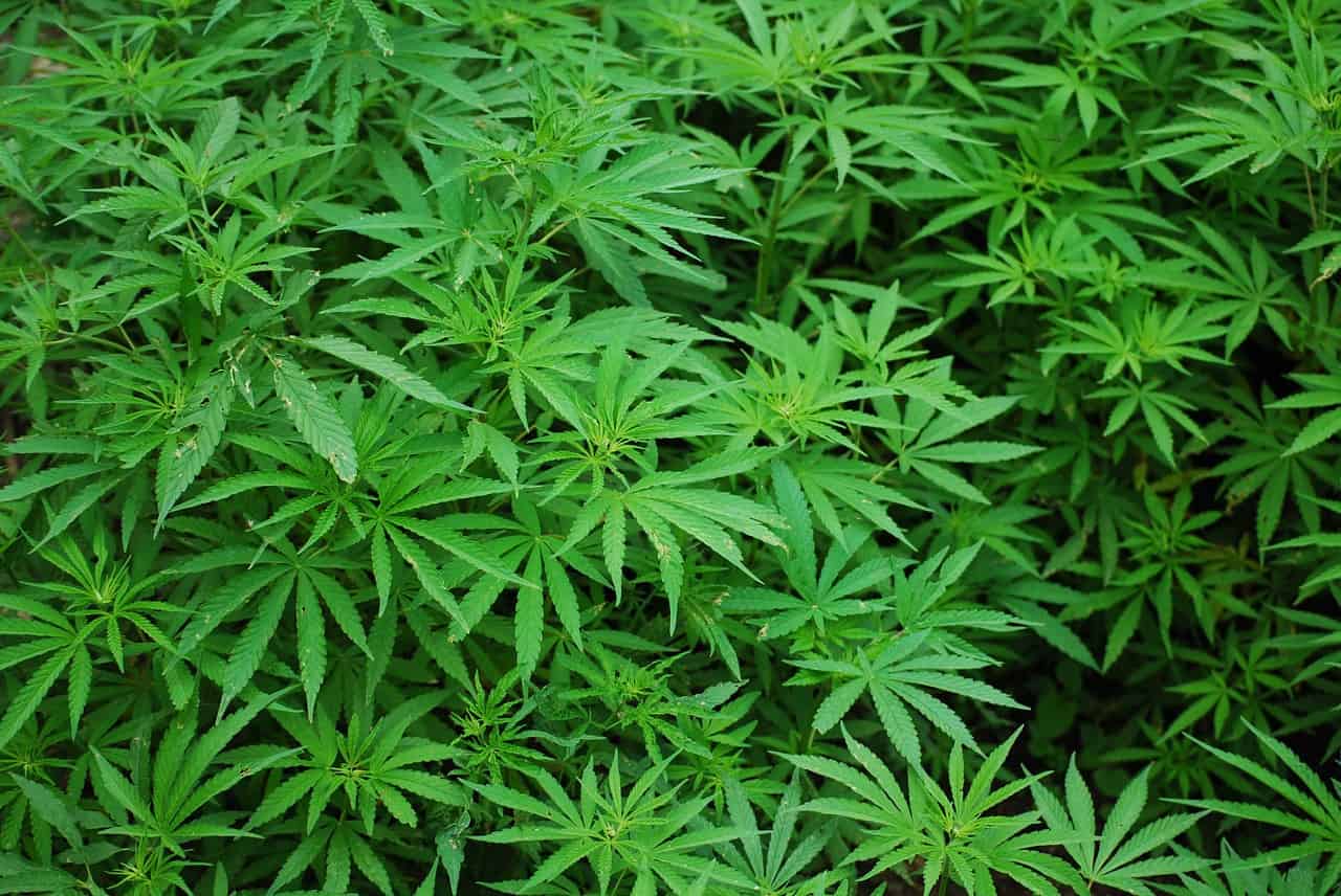 הוכחה מדעית: CBD עוזר לטיפול בדיכאון