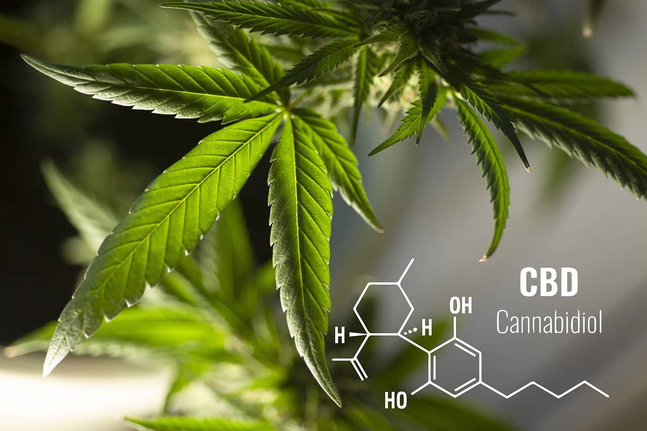 האם שמן CBD יכול לסייע לנשירת שיער?